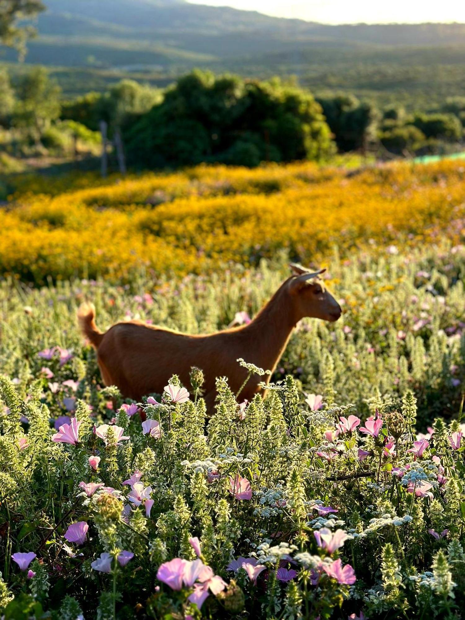 Complejo Rural Del Molino Dorado Villa Facinas Exteriör bild